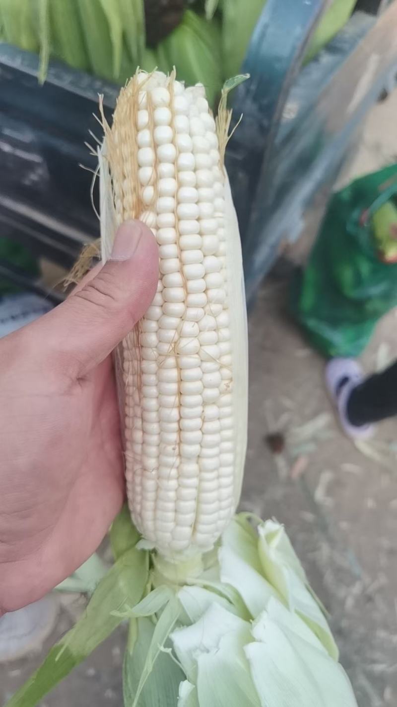 ，白糯玉米，鲜玉米，籽粒饱满，无虫咬，大量上市中