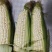 ，白糯玉米，鲜玉米，籽粒饱满，无虫咬，大量上市中