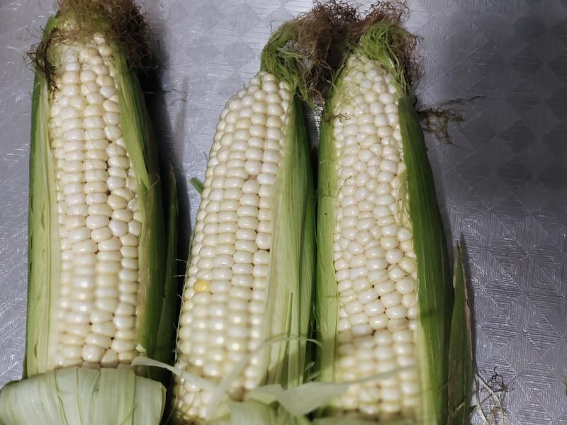 ，白糯玉米，鲜玉米，籽粒饱满，无虫咬，大量上市中