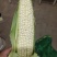 ，白糯玉米，鲜玉米，籽粒饱满，无虫咬，大量上市中