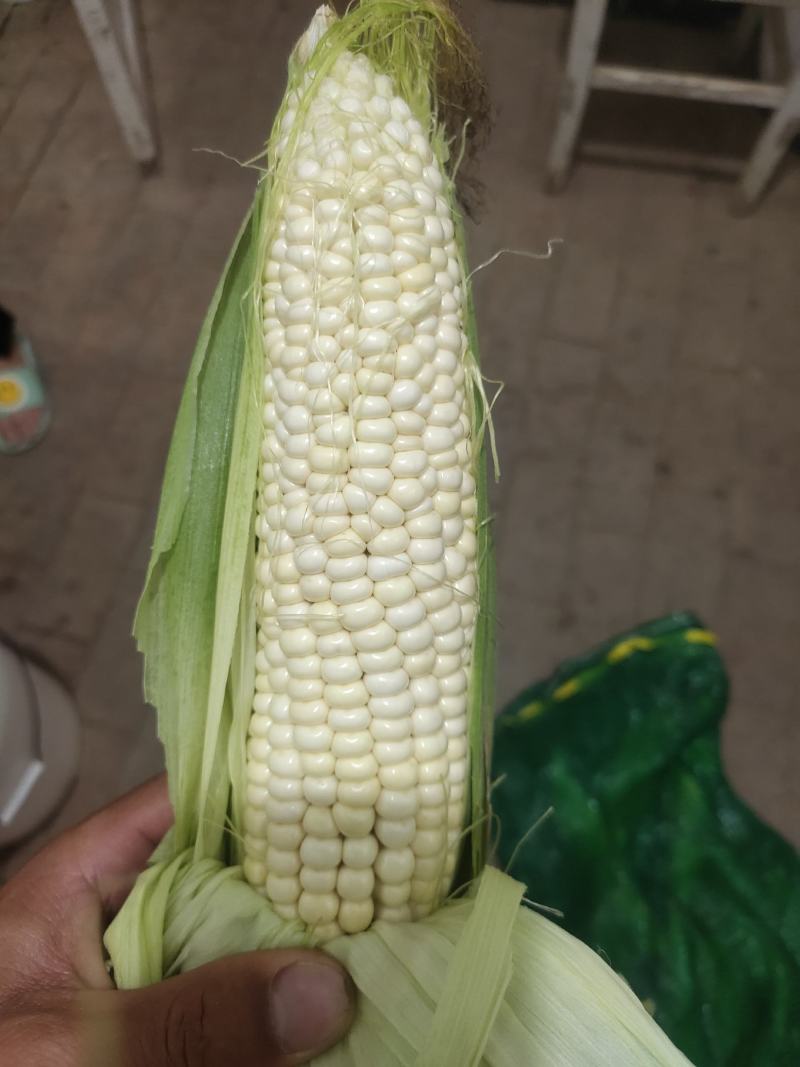 ，白糯玉米，鲜玉米，籽粒饱满，无虫咬，大量上市中