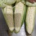 ，白糯玉米，鲜玉米，籽粒饱满，无虫咬，大量上市中