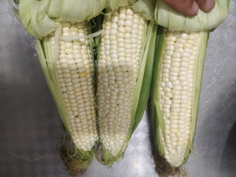 ，白糯玉米，鲜玉米，籽粒饱满，无虫咬，大量上市中