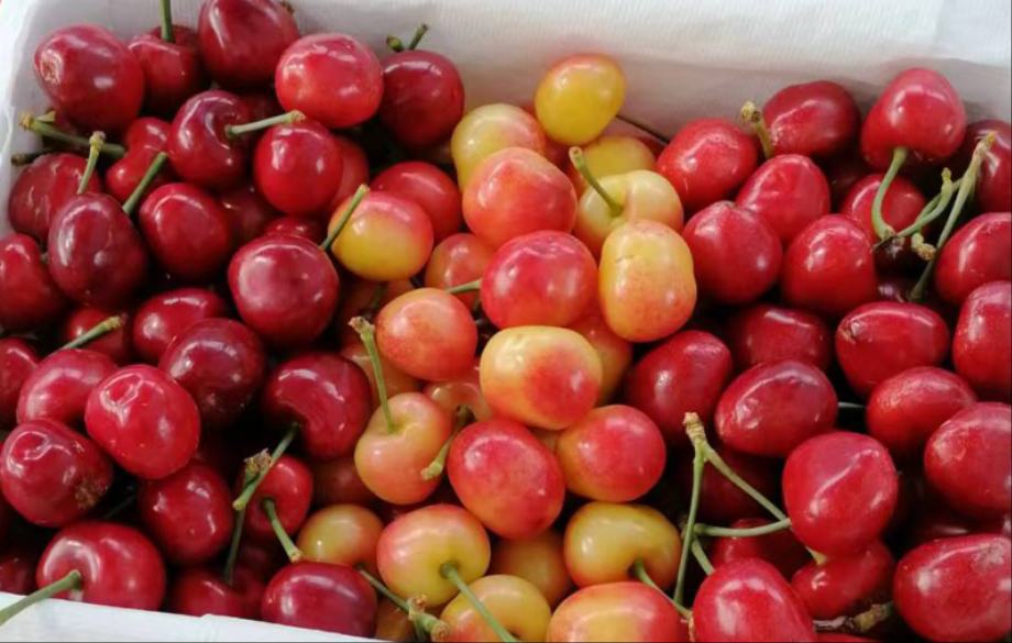 先锋樱桃外观特写