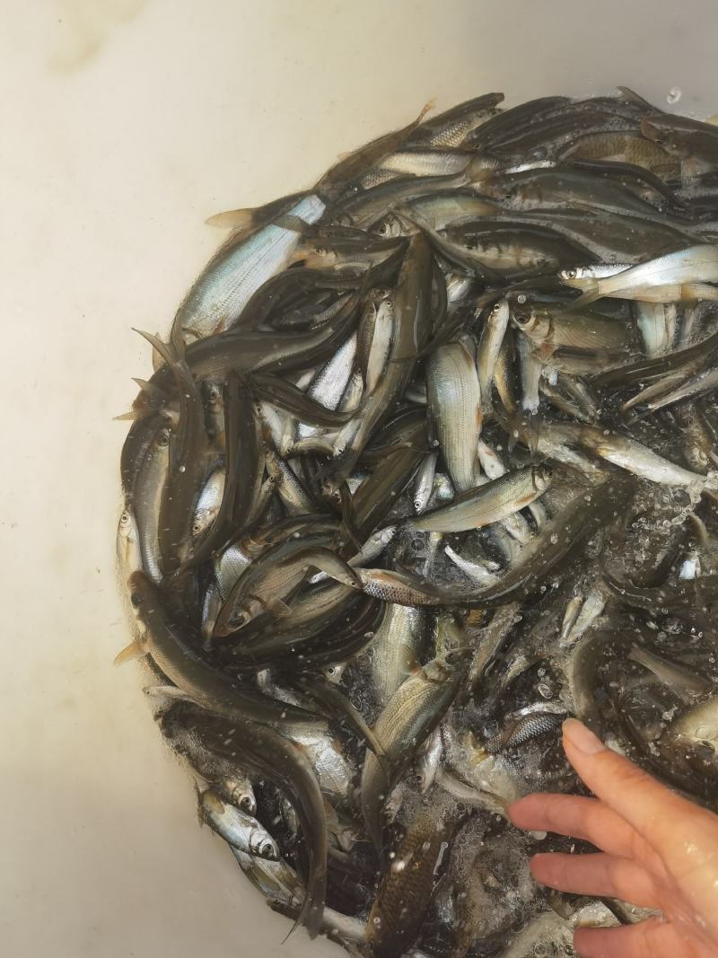 青尾鯝，供应各种鱼类下池