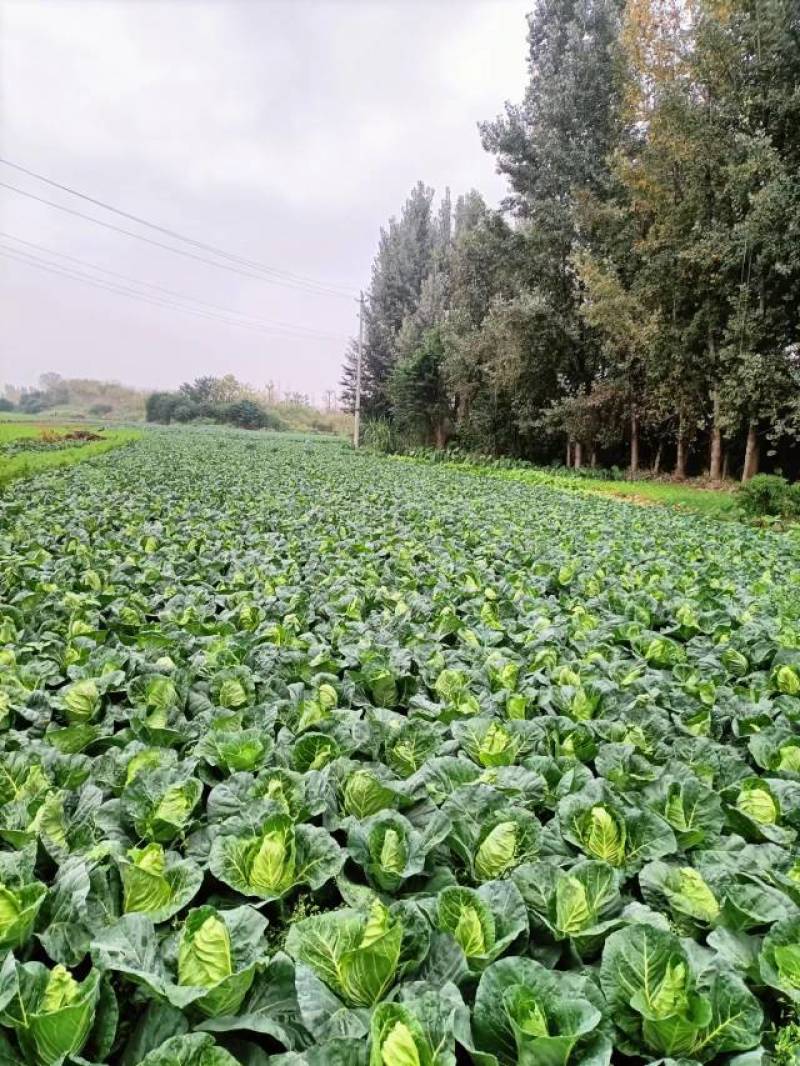 牛心/鸡心甘蓝苗，大型基地选用高产品种