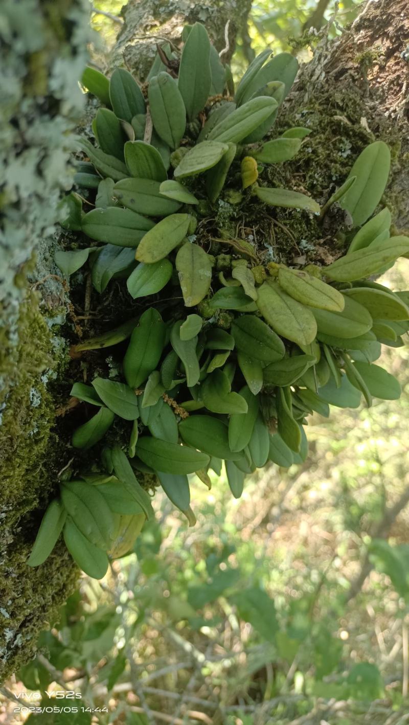 黄花卷瓣兰，果上叶，石豆兰