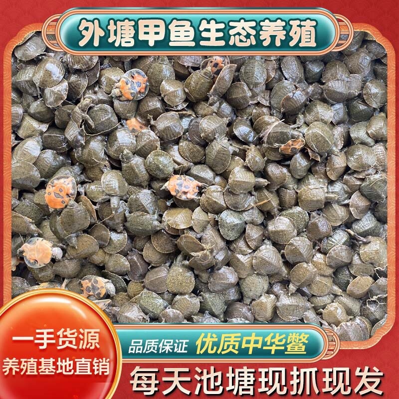 小甲鱼苗活体外塘养殖王八苗中华鳖基地直发甲鱼团鱼水鱼