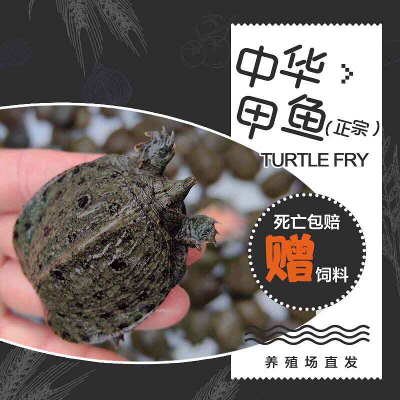 小甲鱼苗活体外塘养殖王八苗中华鳖基地直发甲鱼团鱼水鱼