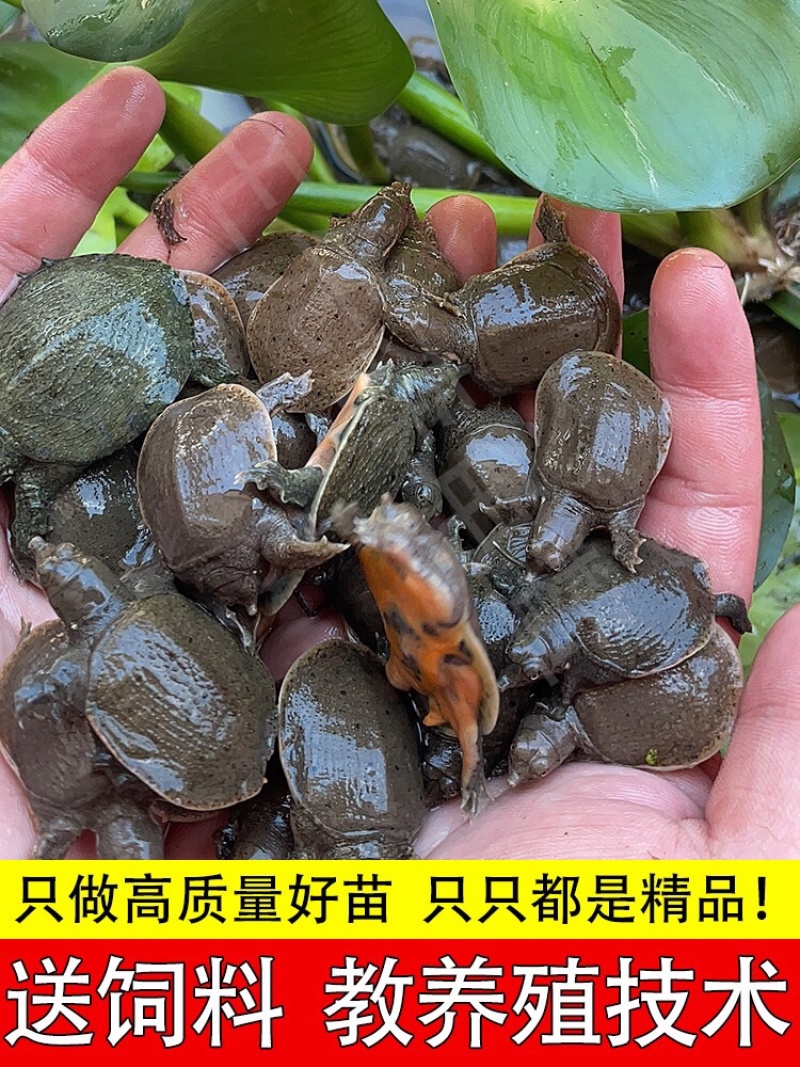 小甲鱼苗活体外塘养殖王八苗中华鳖基地直发甲鱼团鱼水鱼