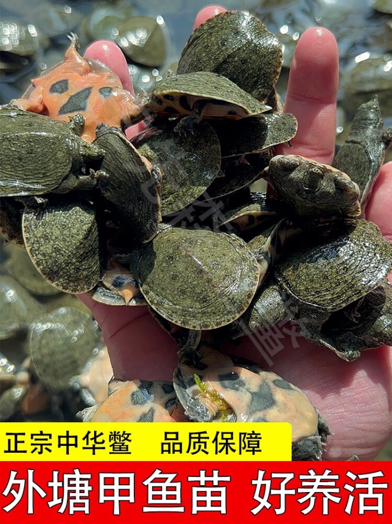 小甲鱼苗活体外塘养殖王八苗中华鳖基地直发甲鱼团鱼水鱼
