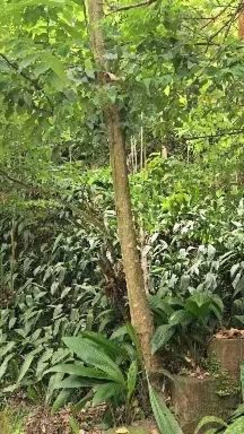 云南优质粽叶