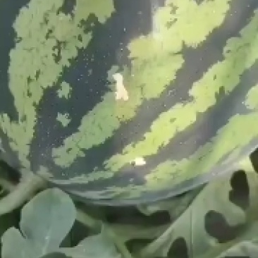 陕西甜王大量接单，口感脆甜，个大皮薄，现摘现发，全国供应