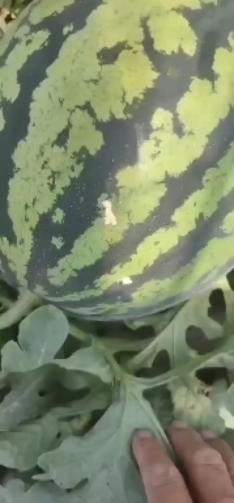 陕西甜王大量接单，口感脆甜，个大皮薄，现摘现发，全国供应