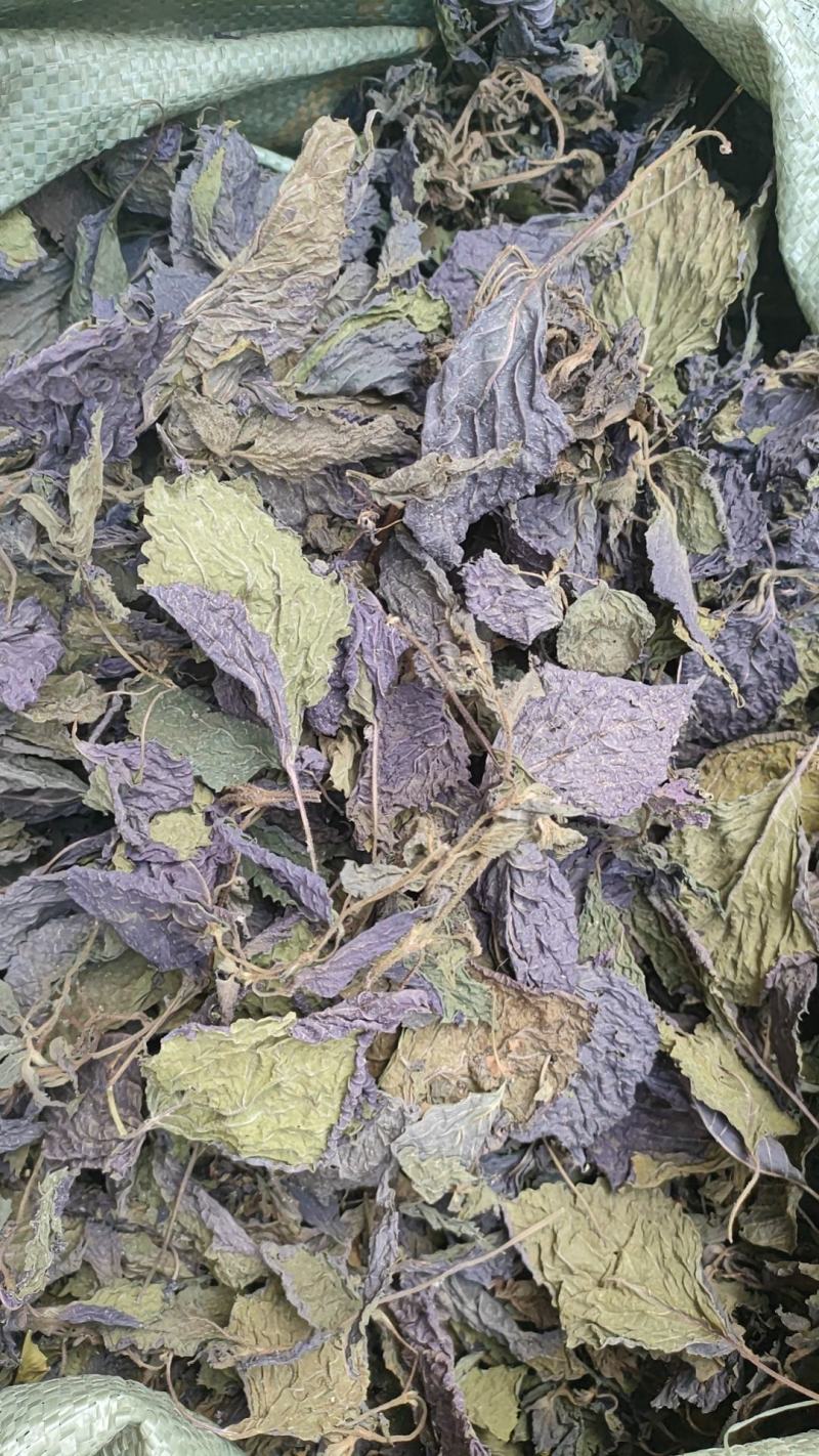 正宗乡里紫苏叶，大量供应，量大从优，你有量我有价欢迎合作
