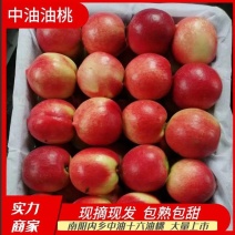 中油十六十九油桃大量有货