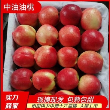 中油十六十九油桃大量有货