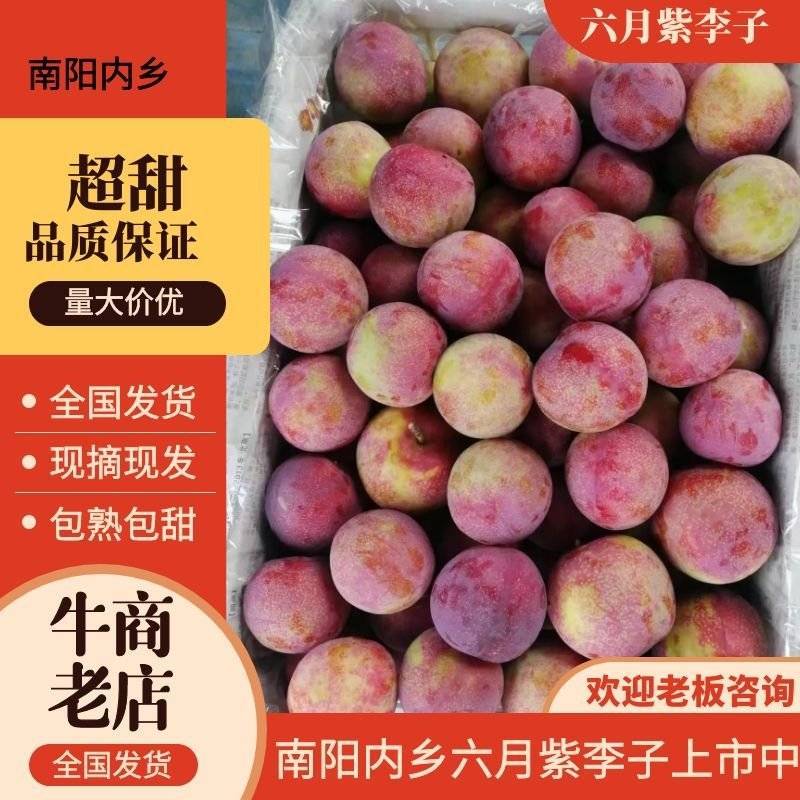 六月紫李子大量上市河南产地直发质量保证一手货源全国发货