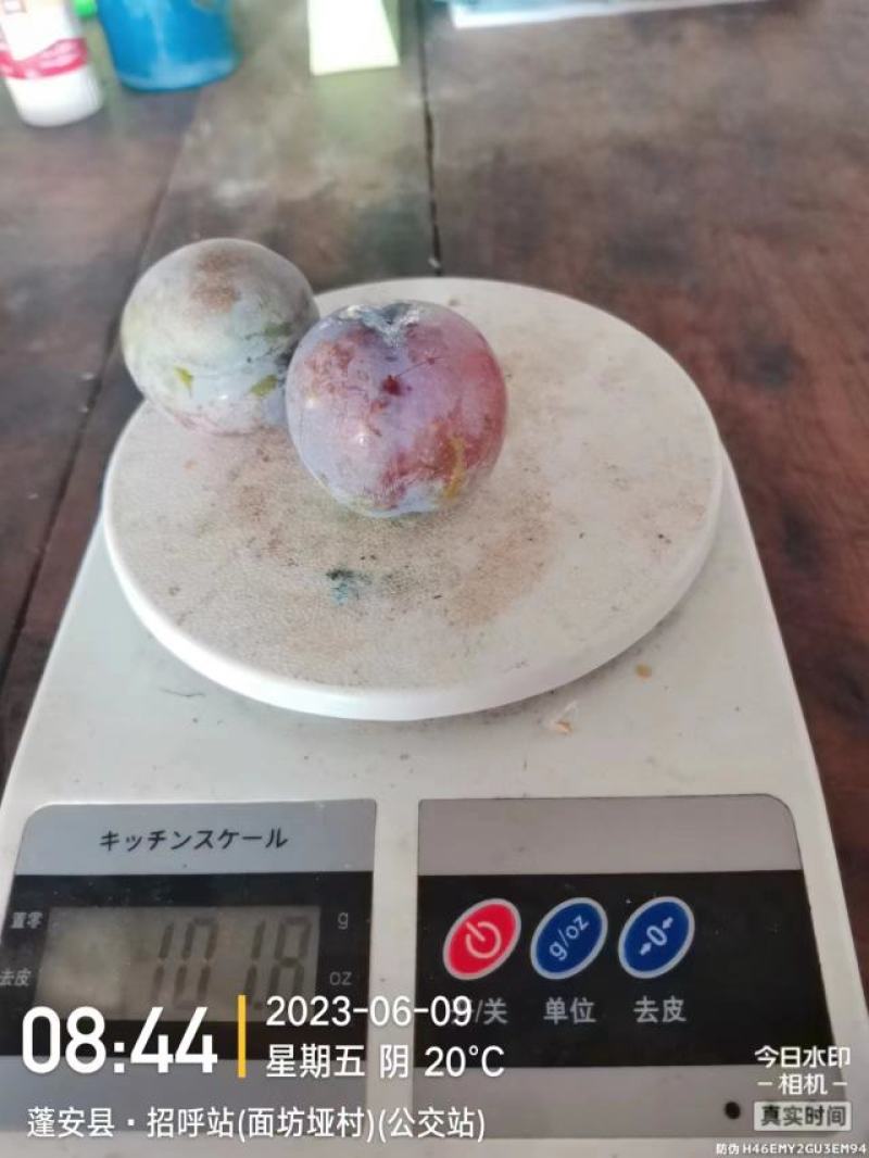 五月脆李子发外地没有问题目前还有点酸