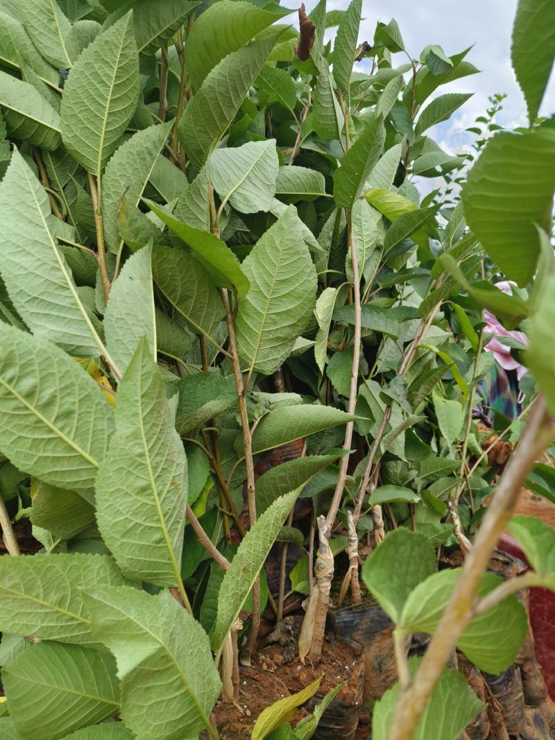 车厘子树苗、美早、先锋、黑珍珠、品种保证、免费技术指导