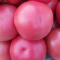 宁城西红柿