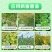 除草剂,盖草能20-30毫升/亩喷雾一年生禾本科杂草