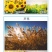 除草剂,盖草能20-30毫升/亩喷雾一年生禾本科杂草