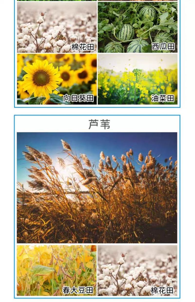 除草剂，盖草能20-30毫升/亩喷雾一年生禾本科杂草