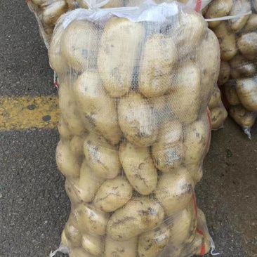 河南开封通许万亩瓜果蔬菜基地欢迎各位老板前来选购