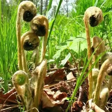 野生微菜干也叫牛毛