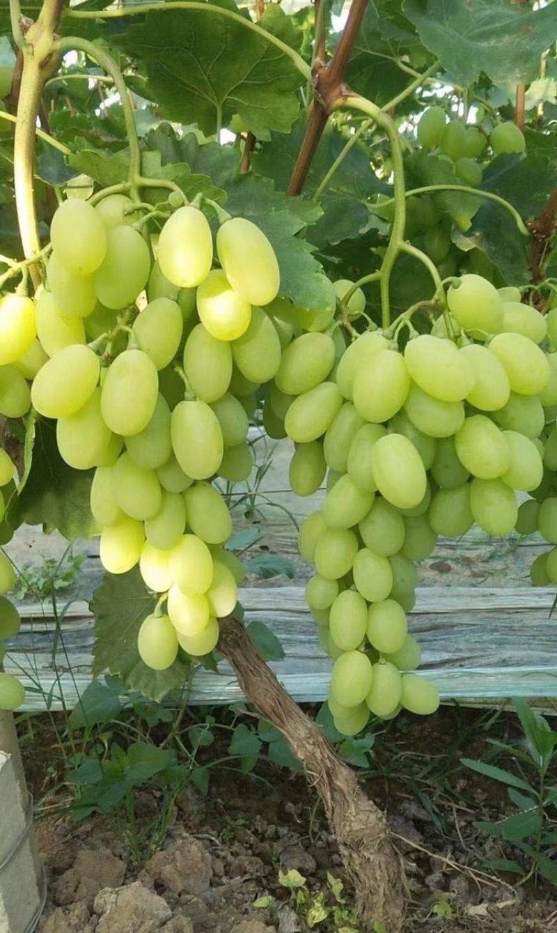 维多利亚葡萄，量大质优，代办无忧