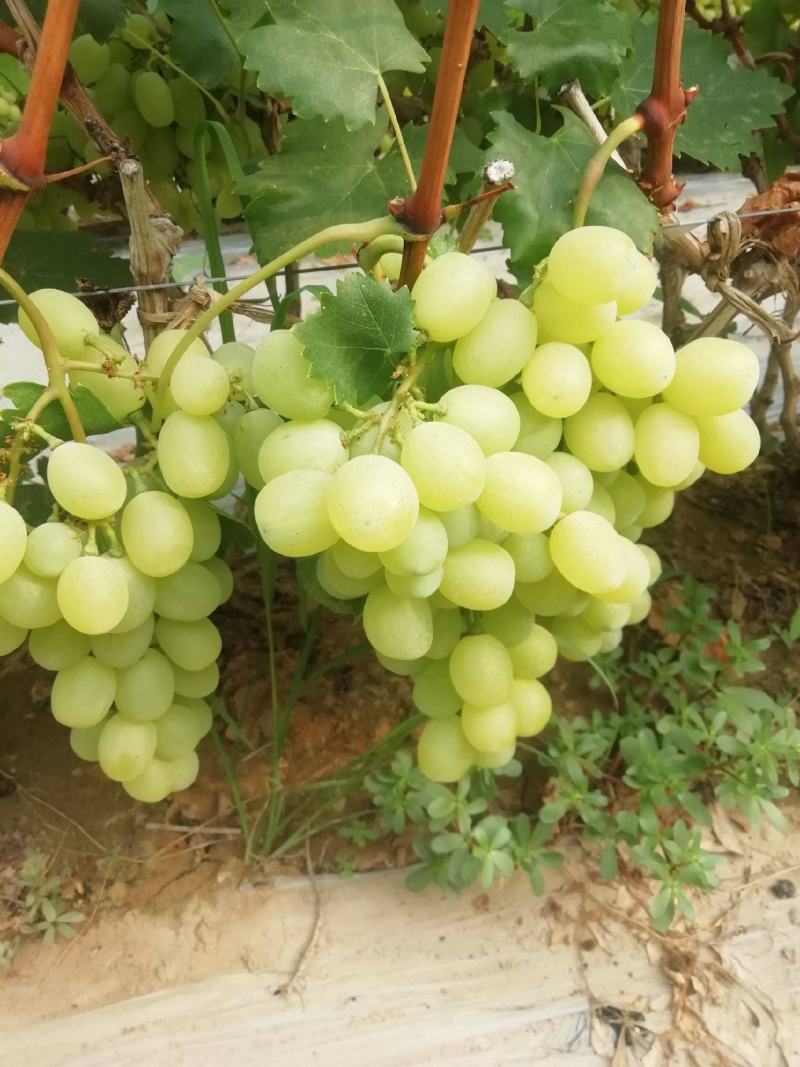维多利亚葡萄，量大质优，代办无忧