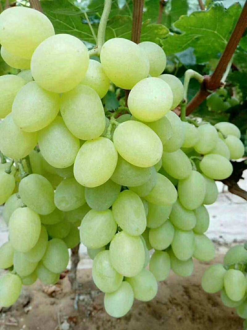 维多利亚葡萄，量大质优，代办无忧