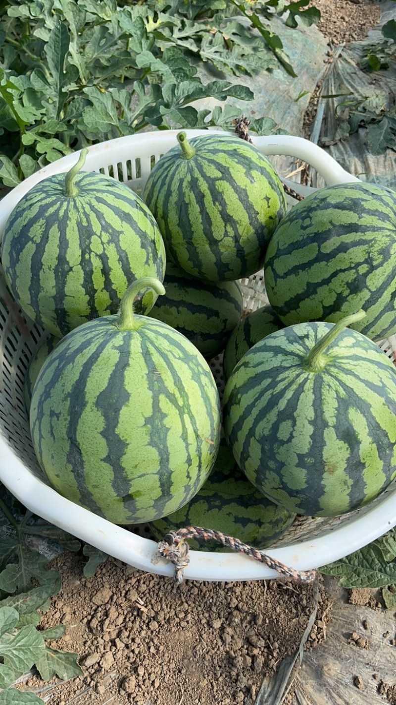 美都西瓜保质保量产地直发欢迎来电咨询