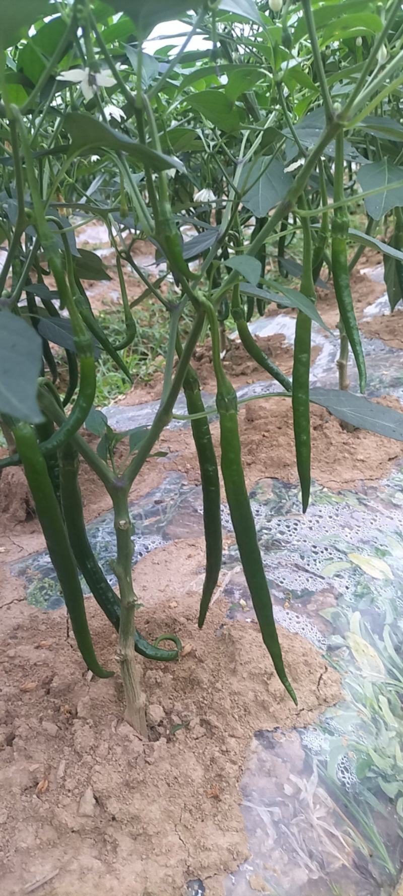 鲜青椒