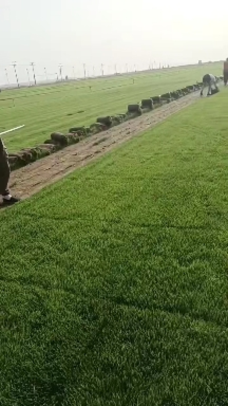 早熟禾高羊毛