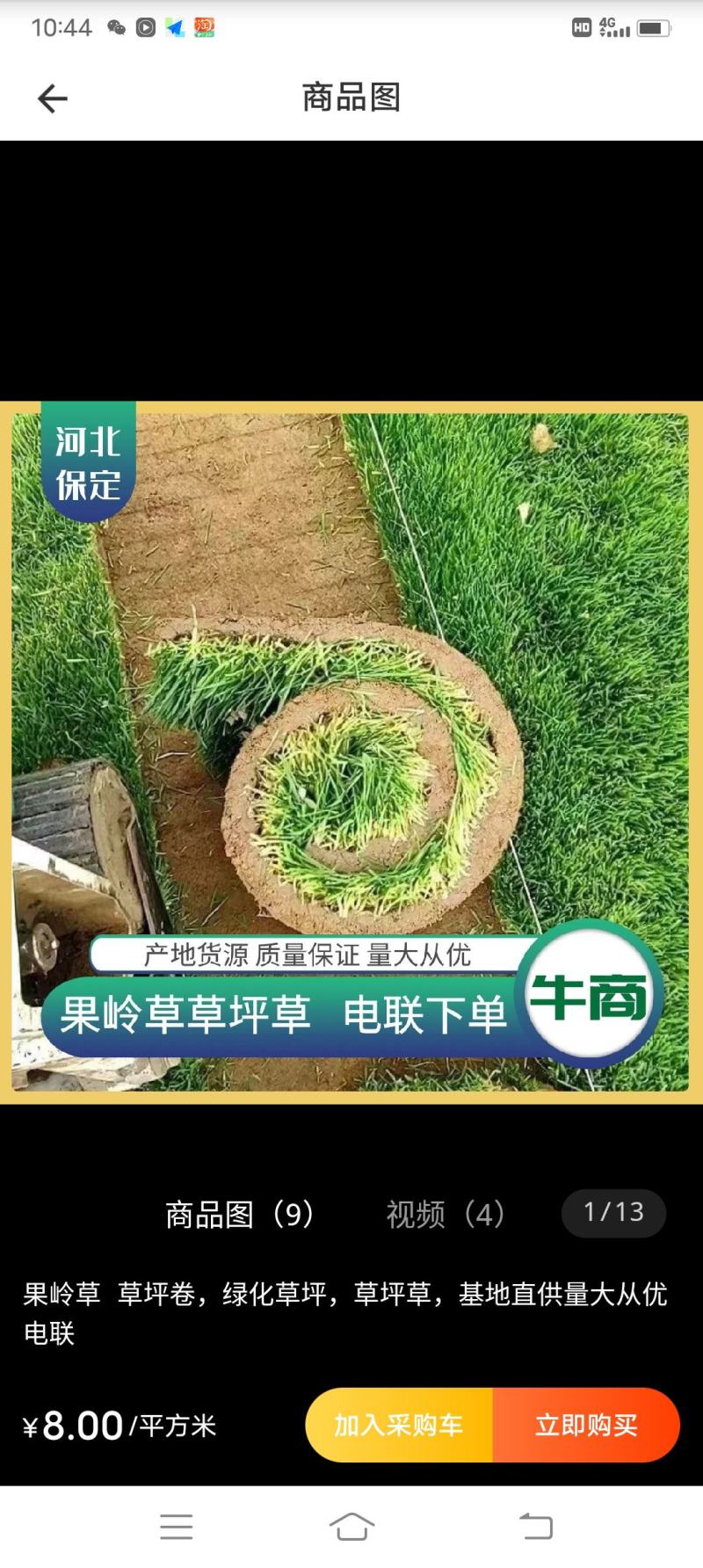 早熟禾高羊毛