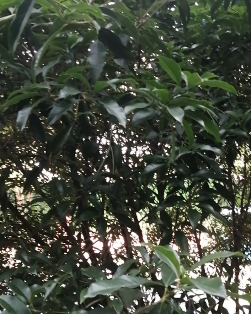 桂花树，丹桂，金桂，杜鹃小苗，桂花大中小都有