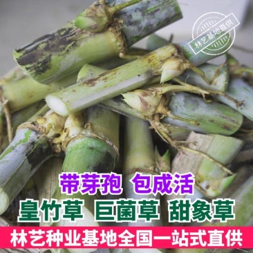巨菌草种节四季耐寒多年生养牛羊鱼牧草