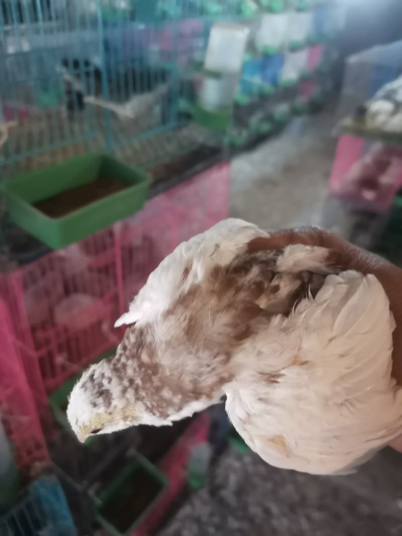 德系芦丁鸡