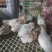 德系芦丁鸡