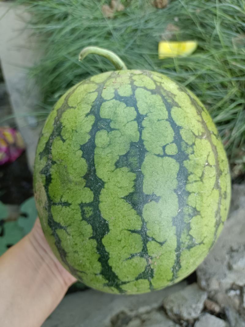 黄壤西瓜特小凤花皮青皮西瓜电商用礼品西瓜