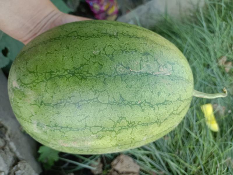 黄壤西瓜特小凤花皮青皮西瓜电商用礼品西瓜