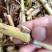 巨菌草种节四季耐寒多年生养牛羊鱼牧草