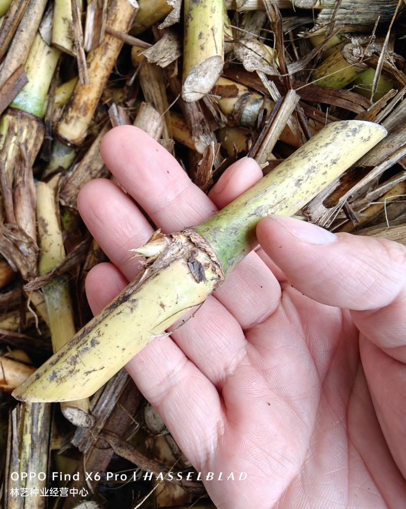巨菌草种节四季耐寒多年生养牛羊鱼牧草