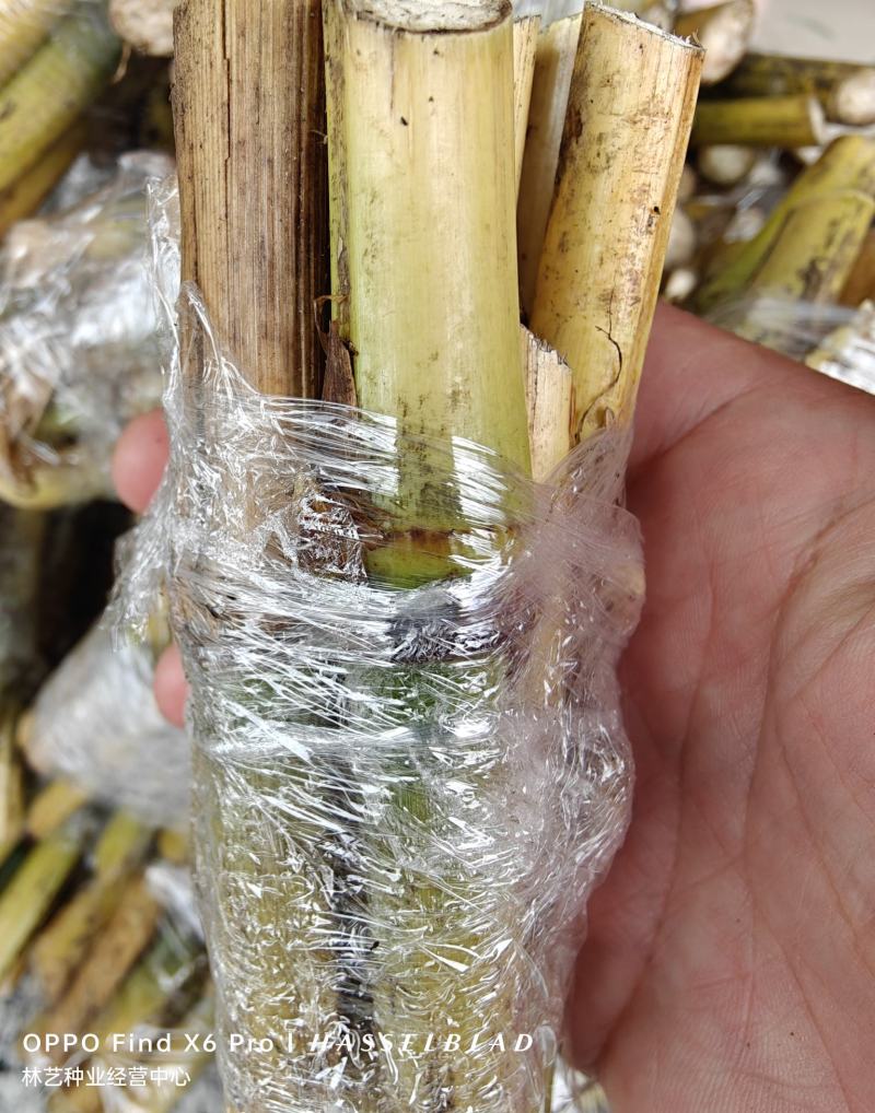 巨菌草种节四季耐寒多年生养牛羊鱼牧草