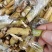 巨菌草种节四季耐寒多年生养牛羊鱼牧草