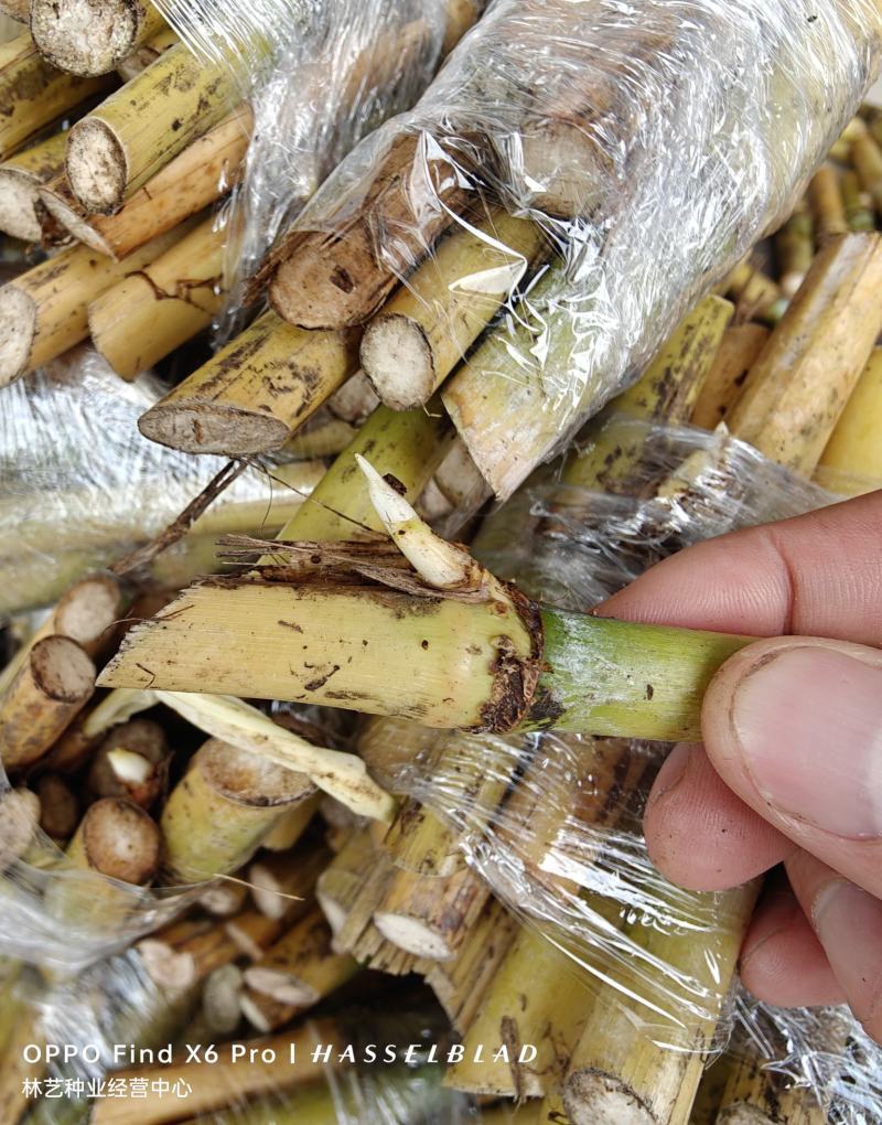 巨菌草种节四季耐寒多年生养牛羊鱼牧草