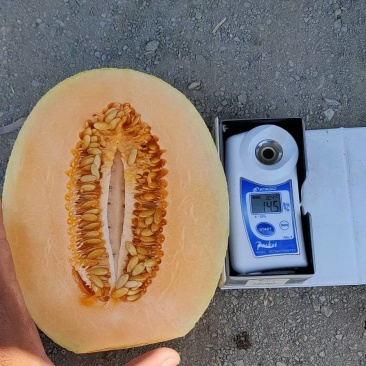 （畅销）精品新疆吐鲁番金色年华，甜瓜，大量供应