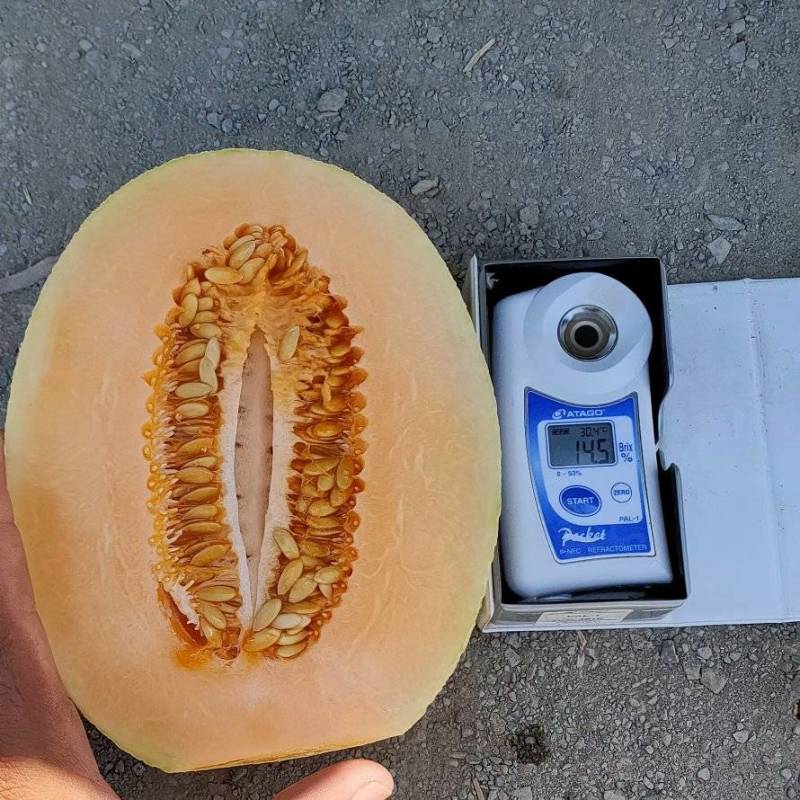 （畅销）精品新疆吐鲁番金色年华，甜瓜，大量供应